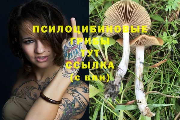 крисы Новокубанск